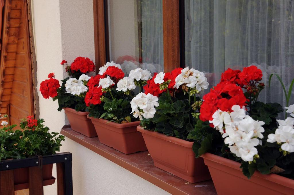 Arany Szolo Wellness Apartmanhaz ヘーヴィーズ 部屋 写真